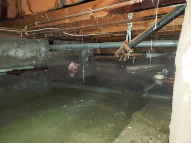Best Carpet water damage restoration  in Pulaski, TN